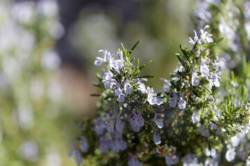 flowering blue medicinal plant rosemary natural macro floral background
