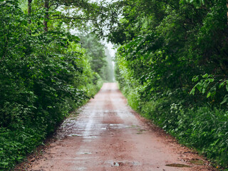 Fototapeta premium A dirt road with trees on either side. The road is empty and the sky is cloudy. Remote country side rural area.