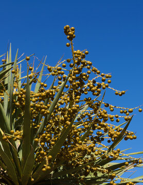 Flora of Gran Canaria - Dracaena draco, the Canary Islands dragon tree, green fruit
