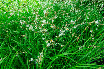 Small white flowers with yellow petal in the filed
