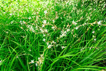 Small white flowers with yellow petal in the filed