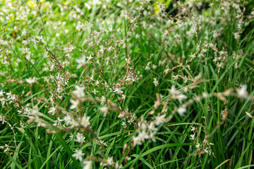 Small white flowers with yellow petal in the filed