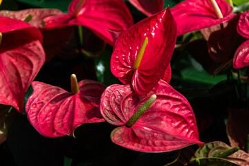 Anthurium flowers blooming in the garden.