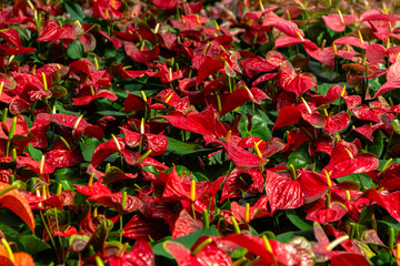 Anthurium flowers blooming in the garden.