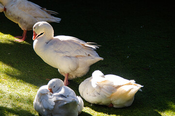 white goose in the garden