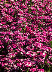 Blooming flower in the garden
