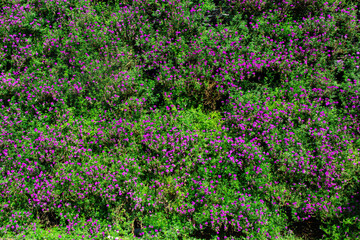 Mexican heather's little purple flowers