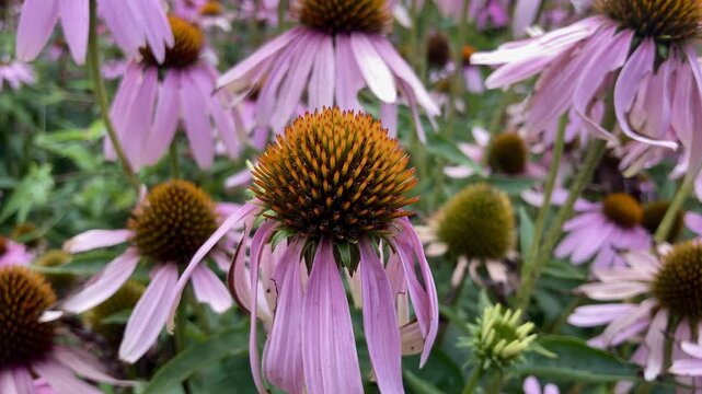 Closeup 4K Video of Purple Echinacea Flowers in Garden Background