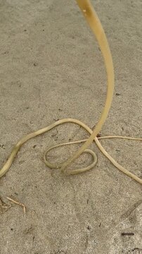 Nereocystis is a monotypic genus of subtidal kelp containing the species Nereocystis luetkeana. edible kelp, bull kelp, bullwhip kelp.  California State Route 1, Monterey County, California. Garrapata