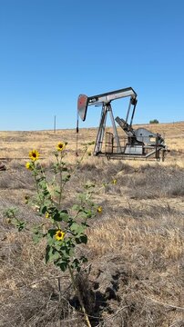 The Coalinga Oil Field is a large oil field in western Fresno County, California. Diablo Range. The common sunflower (Helianthus annuus) is large annual forb of the daisy family Asteraceae.
