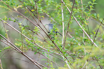 Polioptila caerulea. Beautiful little Blue-gray Gnatcatcher perched among the branches of a tree. Cozumel, Mexico.