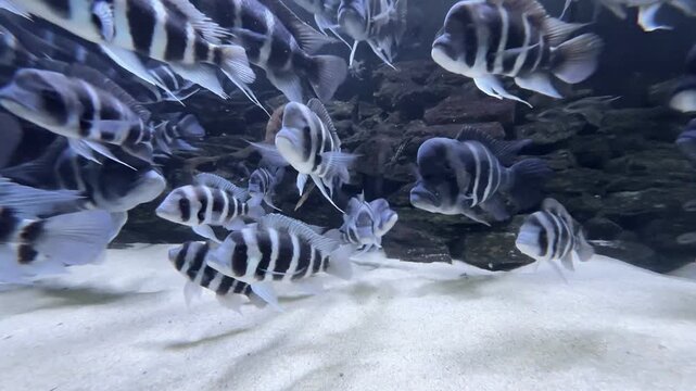 Zebra fish under water, close up