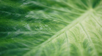 Organic green liquid motion displays soft texture and gentle movement for nature-themed visuals and eco-friendly branding