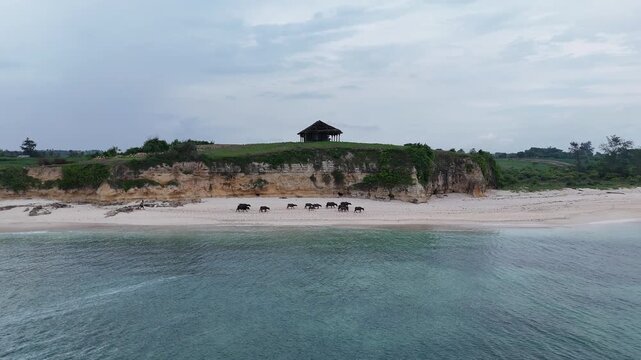 Wild water buffalo herd walks along pristine tropical beach with dramatic cliffs and clear ocean water