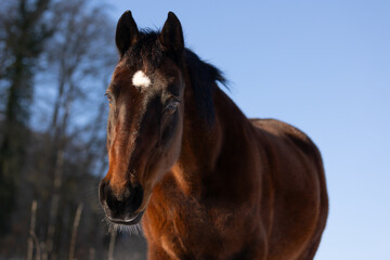 Pferdeportrait in Wintersonne