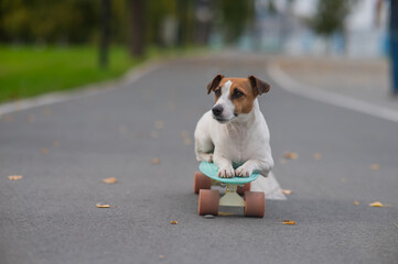 A Jack Russell Terrier rides a penny board in an autumn park.