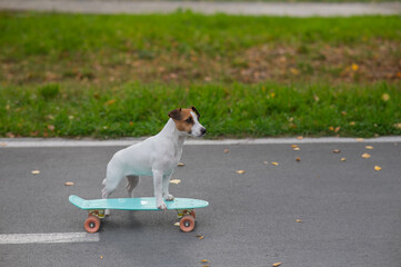 A Jack Russell Terrier rides a penny board in an autumn park.
