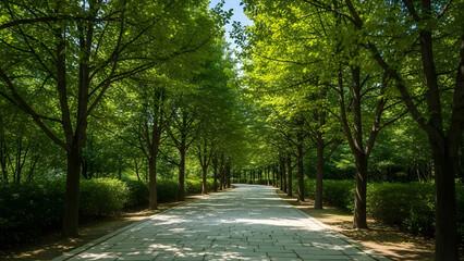 Obraz premium Tree-lined path through lush green trees on a sunny day, concept of Budding trees 