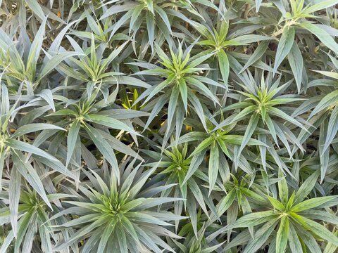 Gopher Spurge Plant: Vibrant green Euphorbia rigida featuring architectural stems and drought-tolerant growth in a California garden.