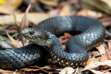 Obraz premium Australian Highlands Copperhead snake basking in leaf litter