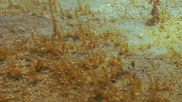 Mucous capsules of colonial microalgae containing gas microbubbles sways in waters current. Closeup of single-celled seaweed with bubbles growing on sand seabed. Unicellular algae colony synthesis gas