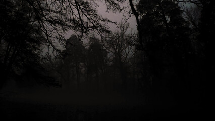Mysterious dark forest with fog and bare branches