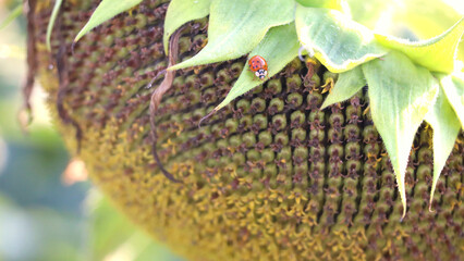 Ladybug rests on developing sunflower head in natural light