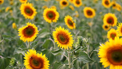 Vibrant sunflowers bloom in a sunlit summer field.
