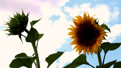 Backlit sunflower bud and full bloom under clouds.