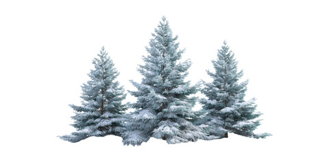 Fototapeta premium A Group of Three Beautiful Evergreen Pine Trees Completely Covered in Fresh White Snow During Winter Isolated on a Transparent Background