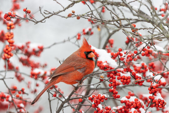 01530-23311 Northern Cardinal (Cardinalis cardinalis )male in Winterberry bush (Ilex verticillata) in winter Marion Co. IL