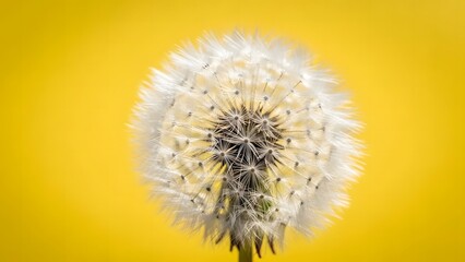 Obraz premium Dandelion flower head with fluffy seeds on a yellow background