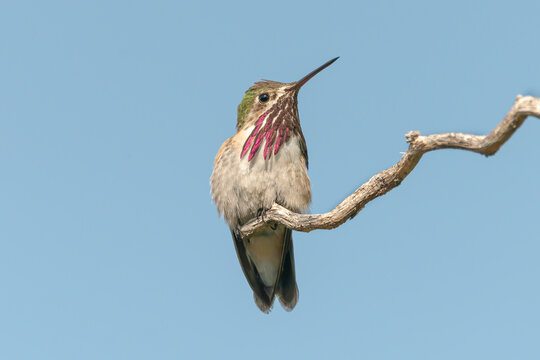 Calliope hummingbird 