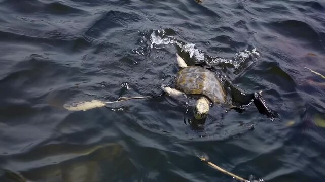 Aerial video captures floating plastic pollution in water, highlighting environmental issues. High-angle view emphasizes the extent of debris.