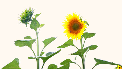 Fototapeta premium Sunflower stages: vibrant bloom with bee and green bud