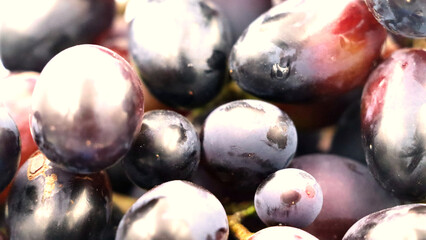 Close-up of fresh, dark red and purple grapes