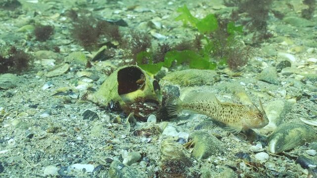 Close-up of Tentacled blenny (Parablennius tentacularis) patrols and protects their housing in seashell of Veined rapa whelk (Rapana venosa), during mating season. Underwater scene