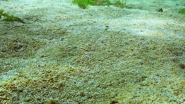Panorama of seabed with unicellular algae that synthesizes tiny oxygen bubbles into water. Small bubbles on bottom (rapidly growing colony of micro algae that produces multiple microbubbles of gas)