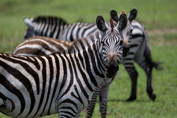 Fototapeta premium Three striped zebras in a row in the Serengeti Maasai Mara on safari in Kenya Africa during the great migration