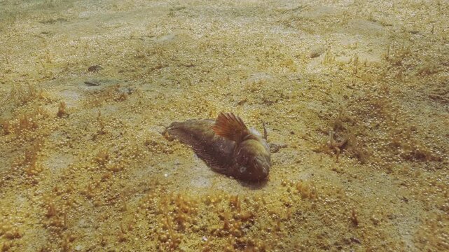 Deceased Rusty blenny or Black Sea blenny (Parablennius sanguinolentus) lies in zone of high eutrophication on seabed covered rusty-brown colony of benthic micro algae with many tiny gas bubbles