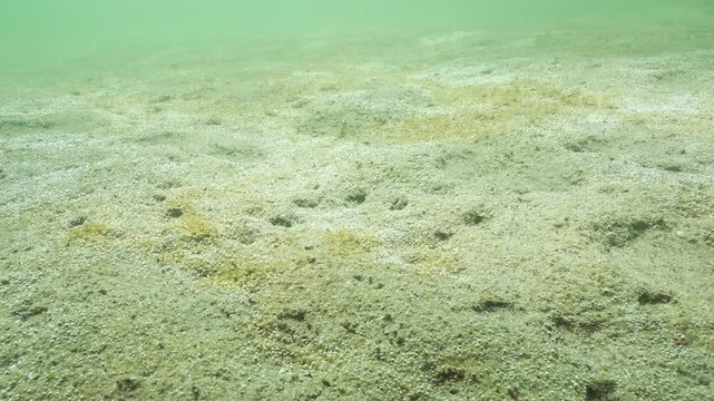 On sandy seabed, large colony of unicellular algae synthesizes oxygen concentrated it in form of multitude of tiny gas bubbles covering bottom and silvering in sunlight. Ecosistem of sandy shallows