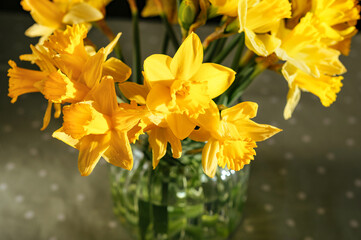 Close-up of yellow daffodils in bloom. Springtime flowers symbolizing renewal, nature and seasonal beauty.