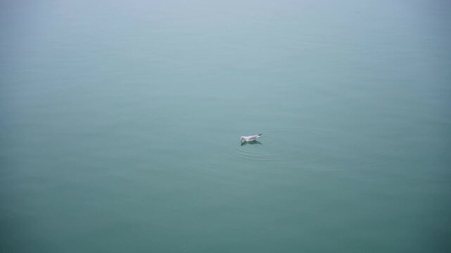A seagull on the water. Calm. A scene that conveys peace.