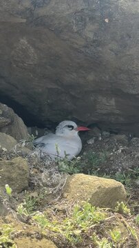Tropicbirds are a family, Phaethontidae, of tropical pelagic seabirds. They are the sole living representatives of the order Phaethontiformes. Lānaʻi Lookout, Honolulu  Hawaii. Koko Crater