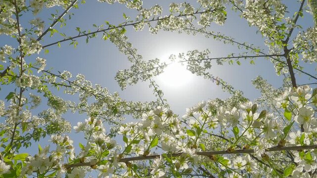 Camera moves backward, between branches covered with white flowers on a blooming Mahaleb cherry (Prunus mahaleb) against a blue sky with a bright sun background, backliting.