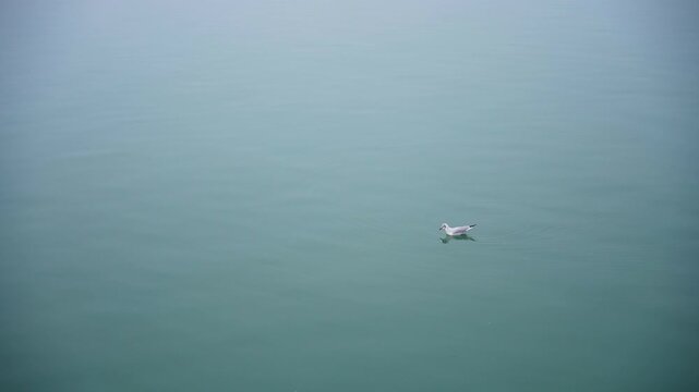 A seagull on the water. Calm. A scene that conveys peace. super slow motion at 100 fps 
