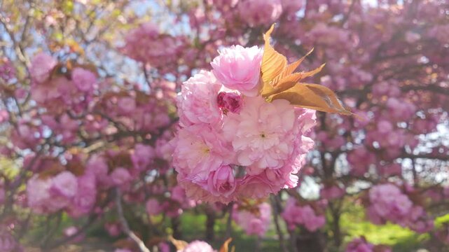 Bottom view of pink flowers inflorescences on cherry blossom, the Japanese cherry tree, Prunus serrulata 'Kanzan has deep-pink, double flowers in full bloom