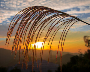 ススキと夕暮れの風景

