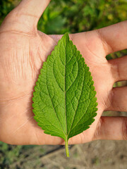 Billygoat weed green leaf in hand palm