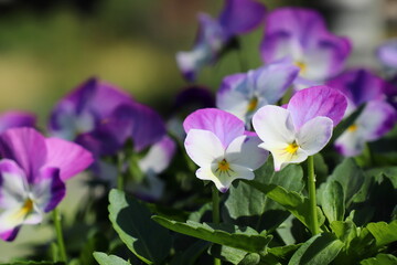 Fototapeta premium ピンク紫と白のビオラの花色のビオラ